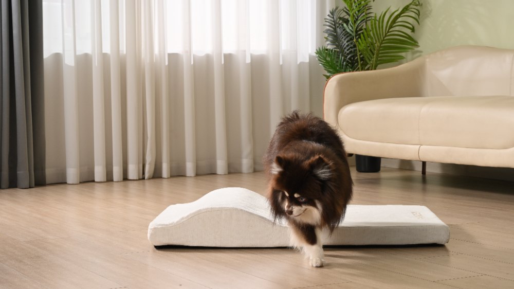Small dog walking beside a white orthopedic dog bed