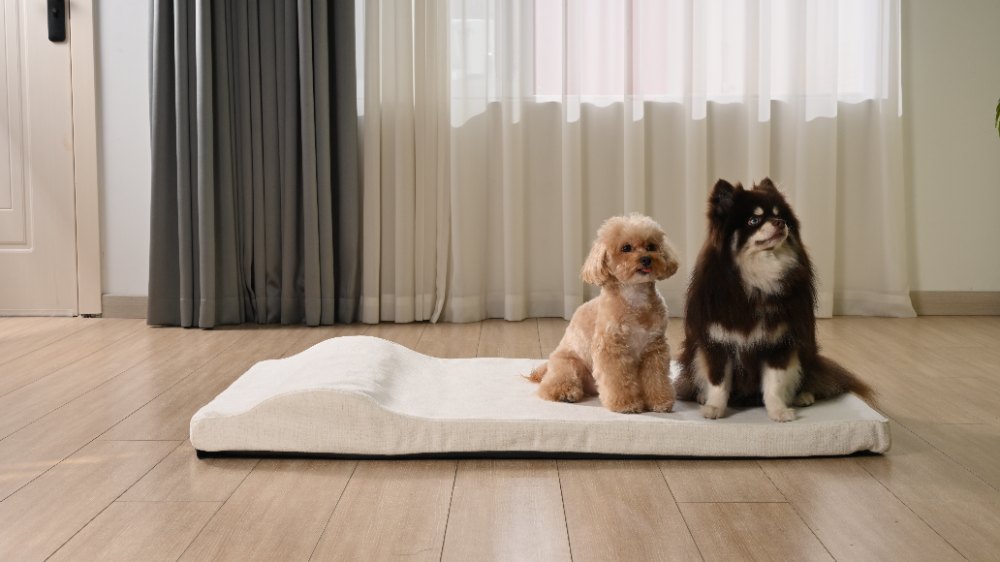Small apricot poodle lying on a cream orthopedic dog bed