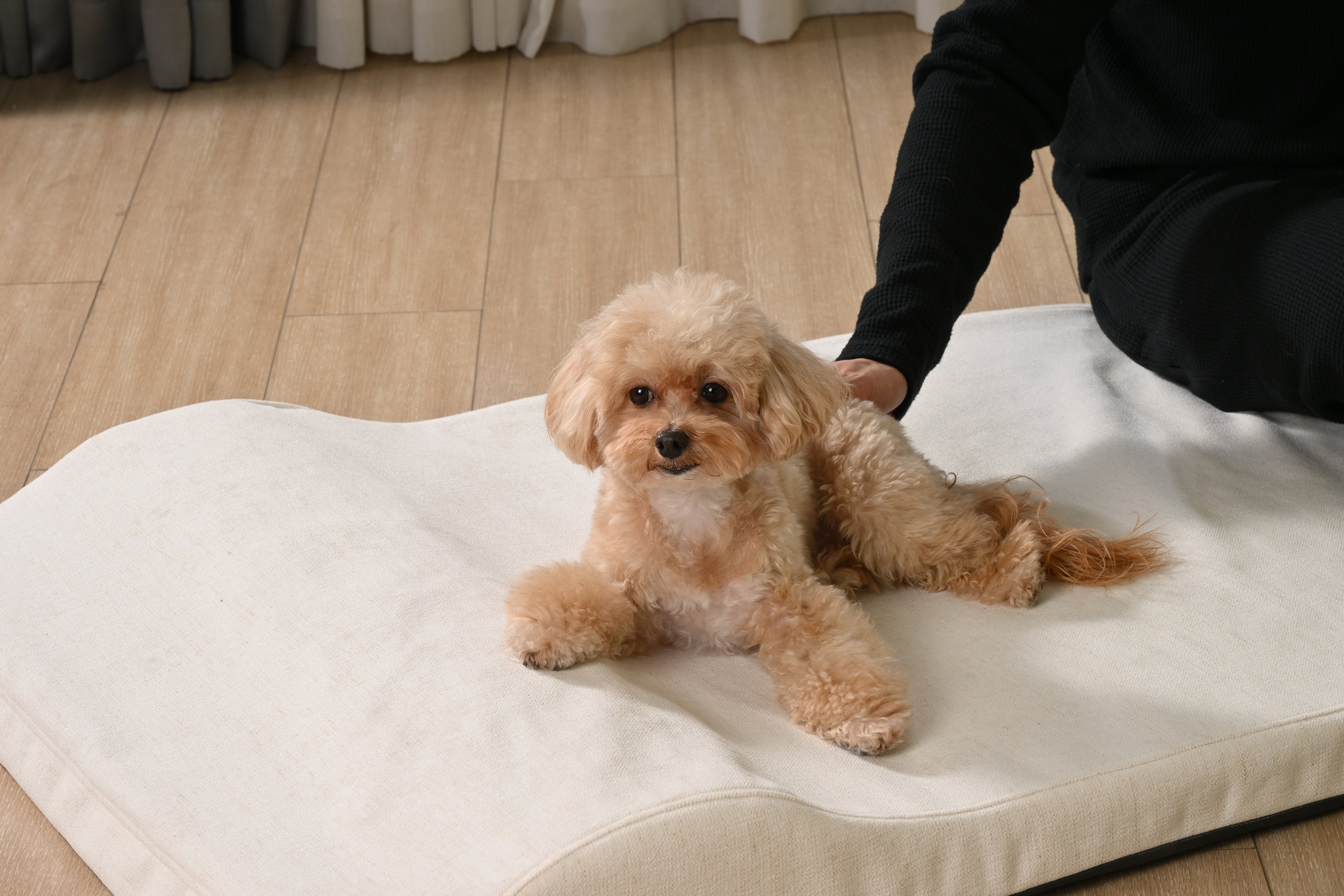 A toy poodle rests on a soft, contoured Furizen dog bed, looking comfortable and peaceful.