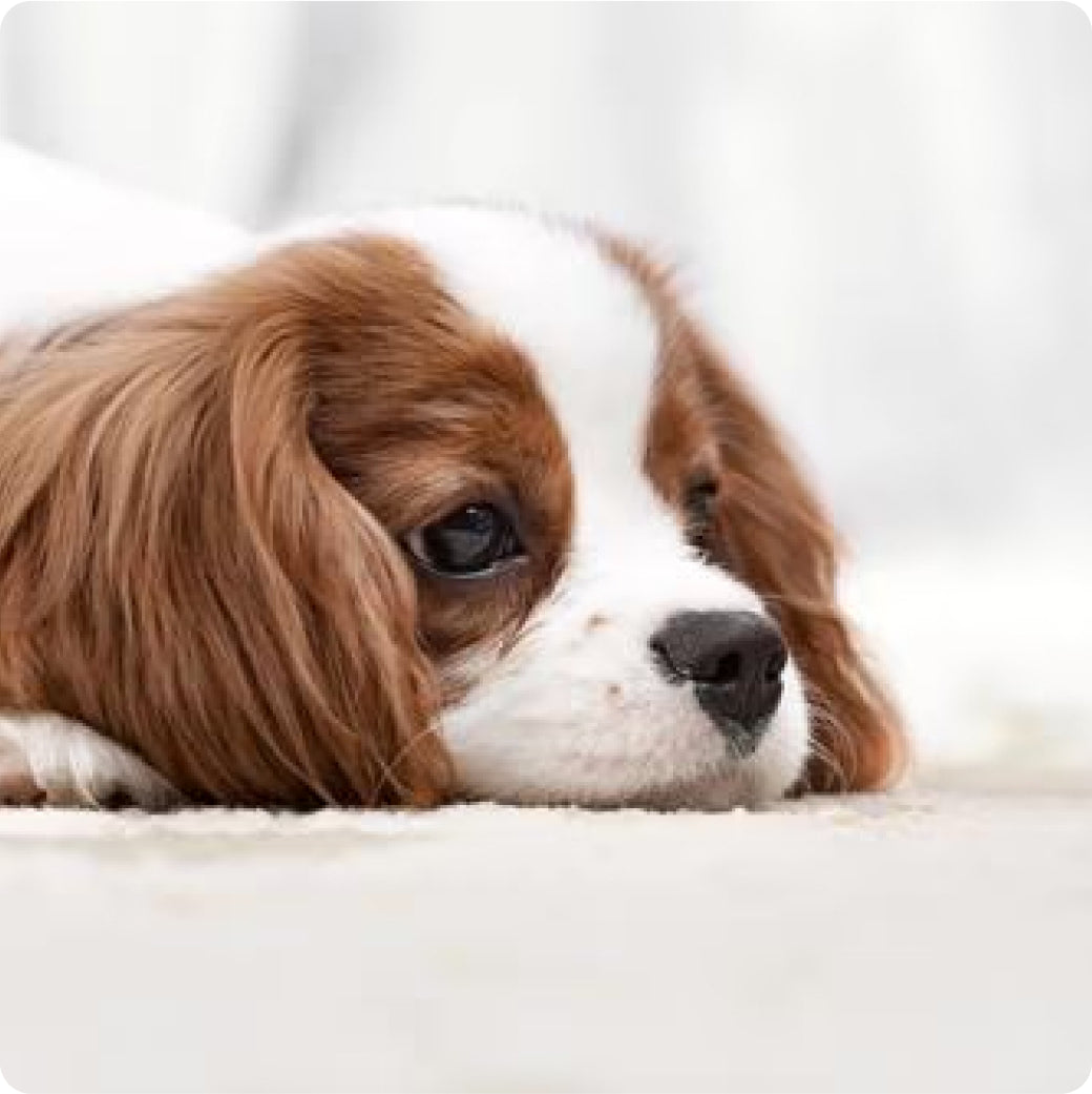 Close up of a cute Cavalier King Charles Spaniel resting