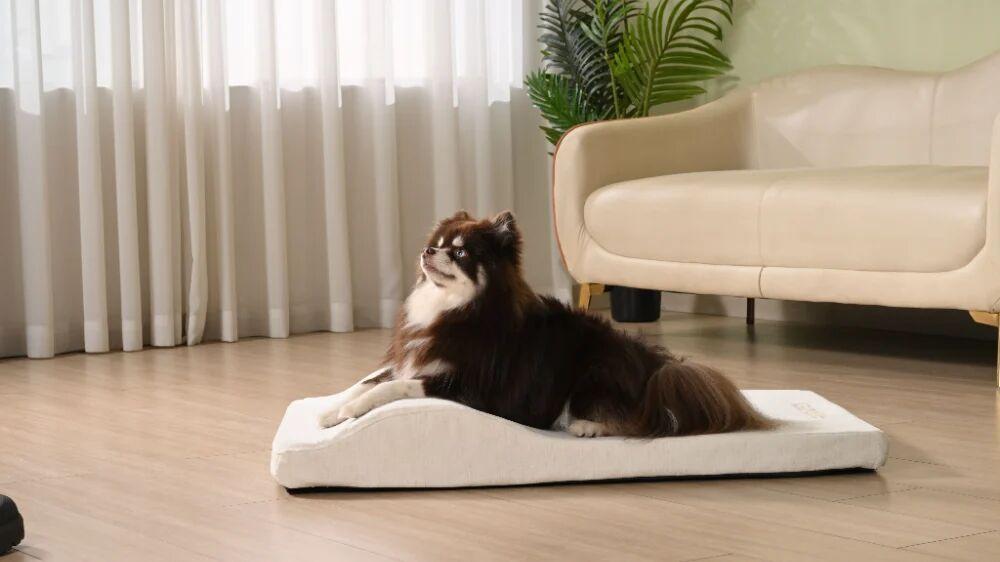 Fluffy dog relaxing on orthopedic dog bed