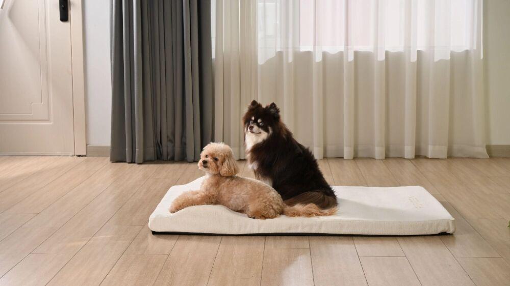 Two dogs relaxing on a plush, washable orthopedic dog bed in a cozy home setting