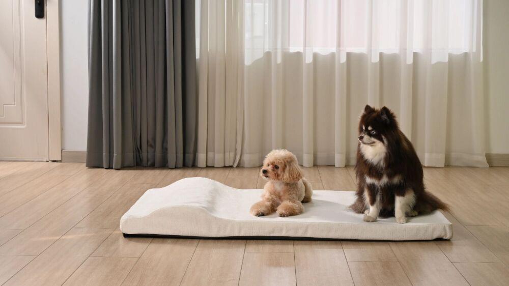 Is Memory Foam Actually Good for Dogs?